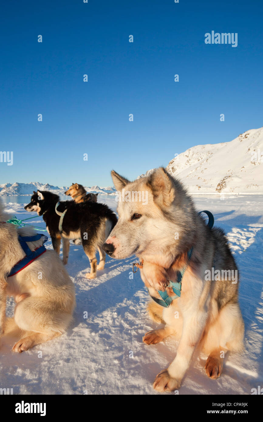 Pack of huskies resting in Greenland Stock Photo