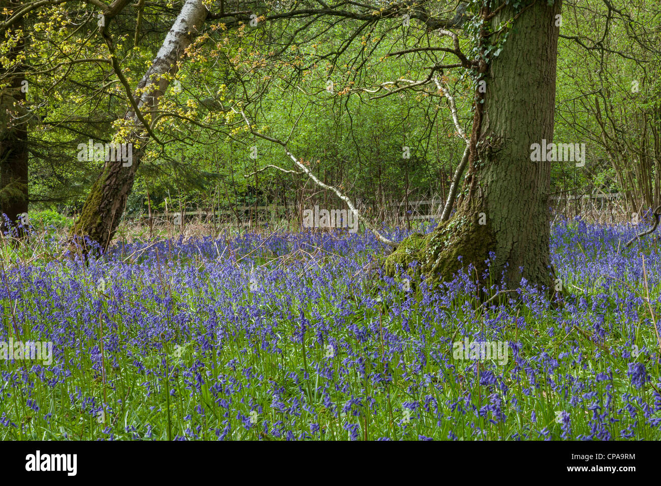 Bluebells (Hyacinthoides non-scripta) in a wood in Surrey, England. Stock Photo