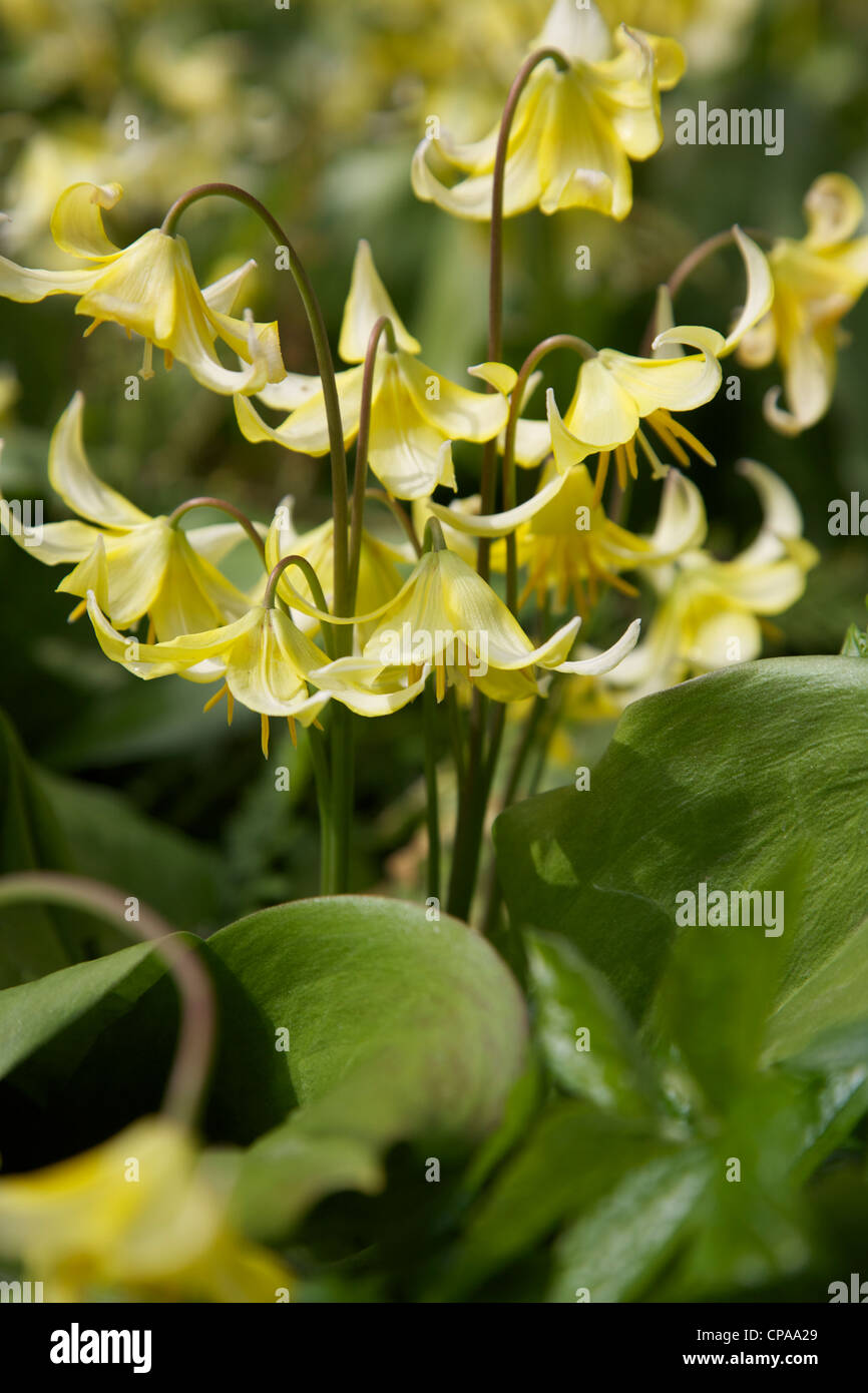 Yellow Erythronium 'Pagoda' spring flowers in bloom in April Stock