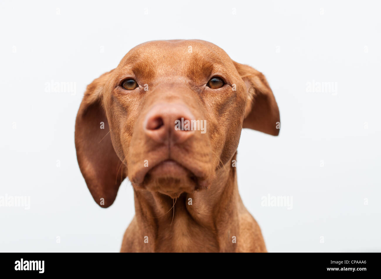 A closeup shot of a staring Hungarian Vizsla dog with one ear blowing in the wind and a grey sky in the background Stock Photo