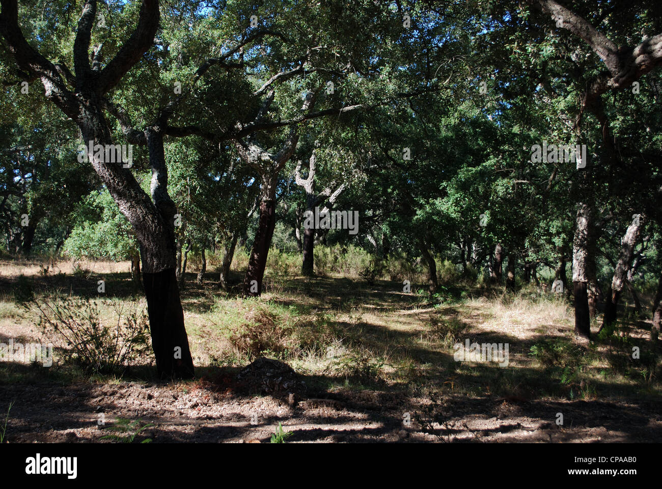 Cork oak trees in dappled sunlight, Castillo de Castellar, Cadiz