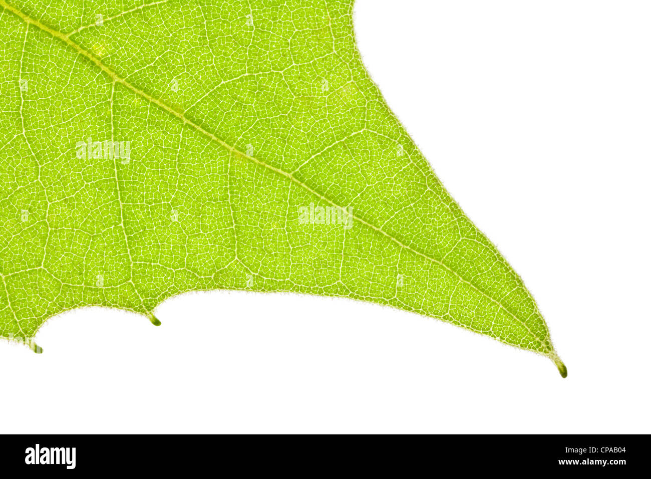 Springtime Sycamore leaf close up macro detail . Stock Photo