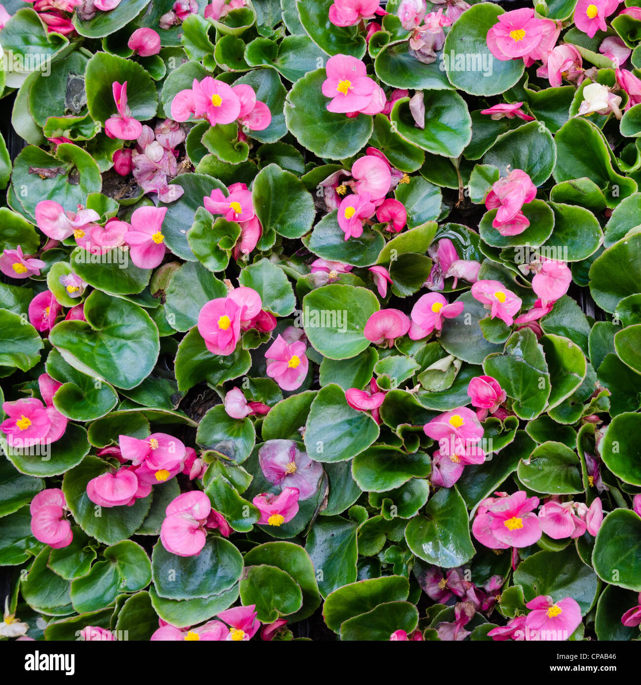 Pink begonia semperflorens plants hi-res stock photography and images -  Alamy