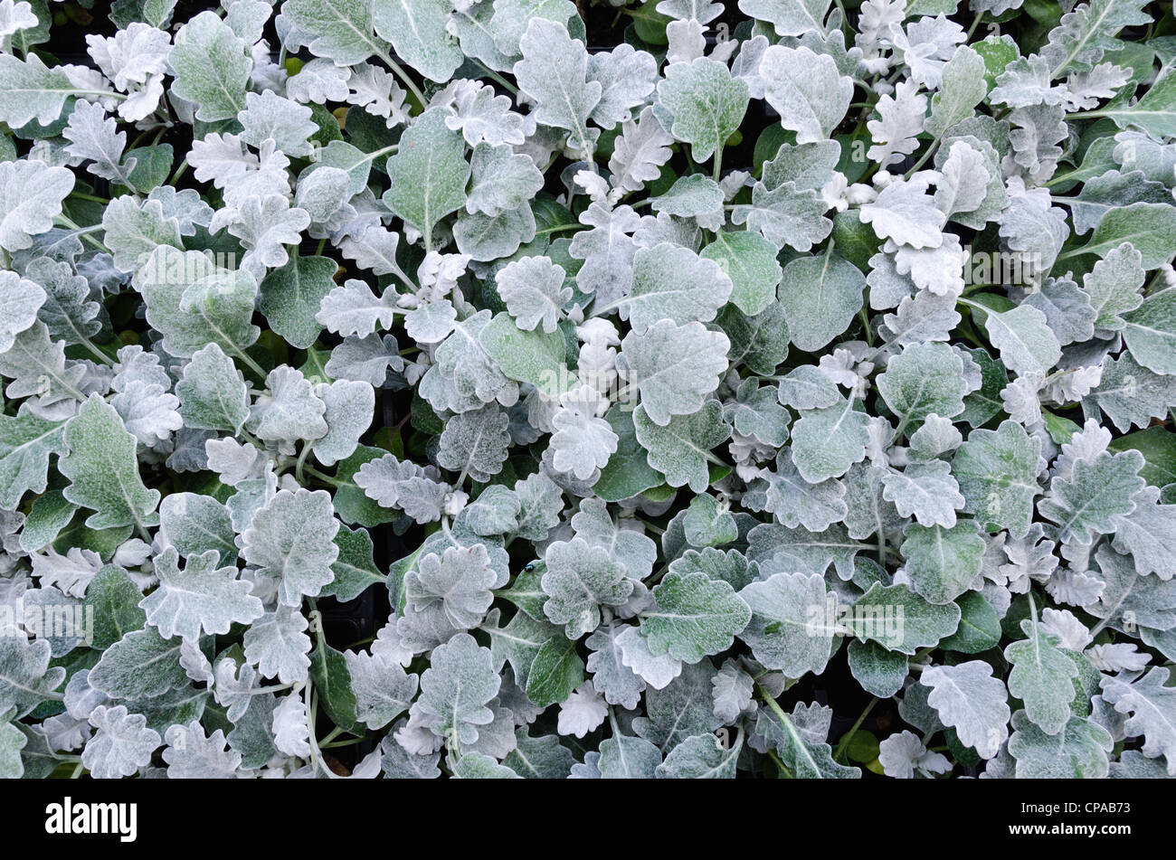 Plants of the licorice plant (Helichrysum petiolare) Stock Photo