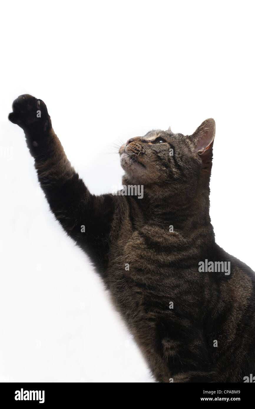 tabby cat swiping paw Stock Photo Alamy