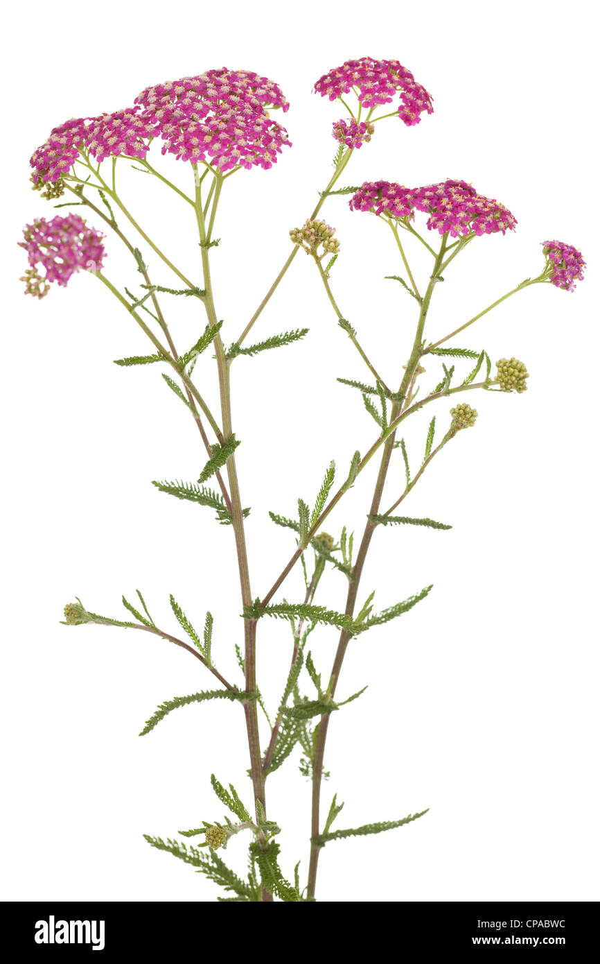 pink inflorescence herb(Achillea millefolium)on white background Stock Photo