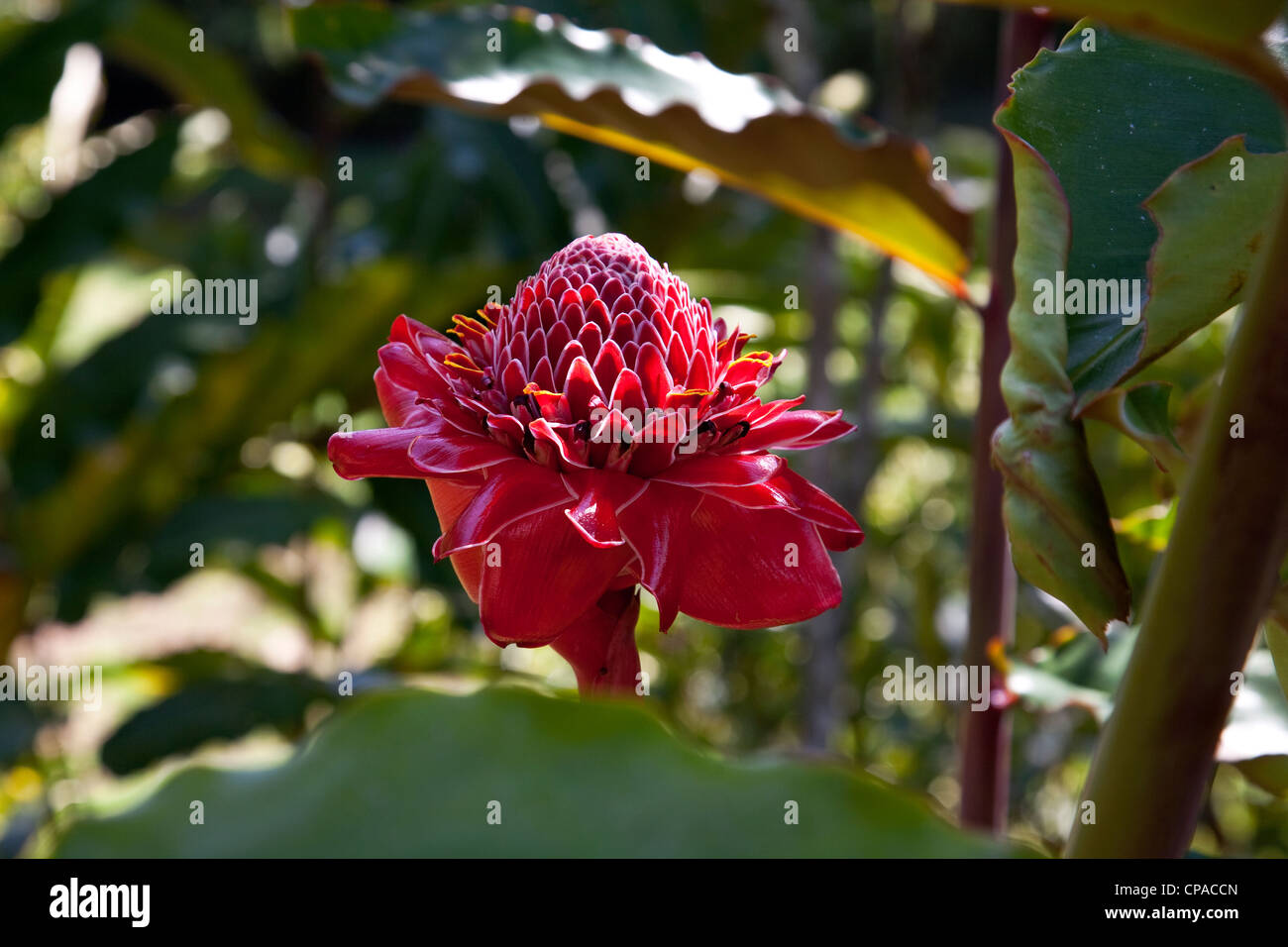 Torch Ginger Flower Stock Photo Alamy