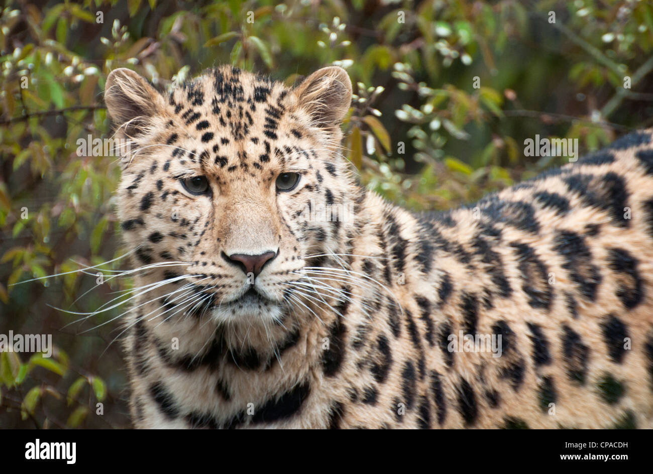 Male Amur leopard Stock Photo - Alamy