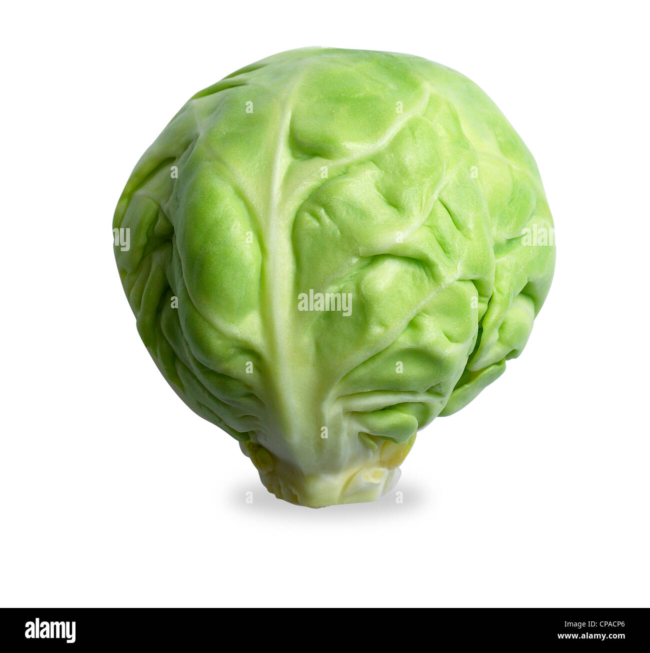 a brussels sprout isolated on a white background with clipping path Stock Photo