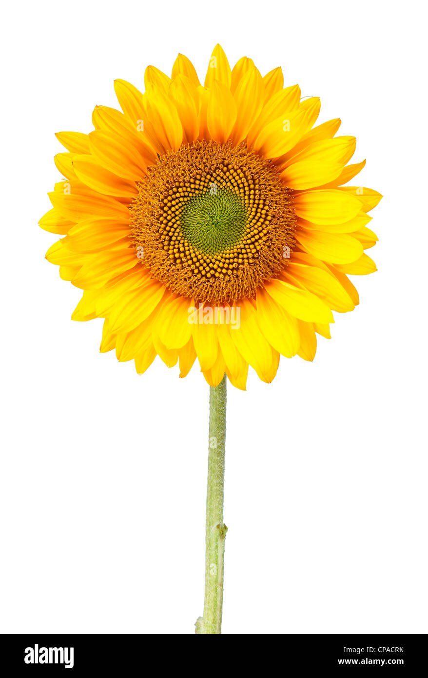 a sunflower isolated on white with clipping path Stock Photo