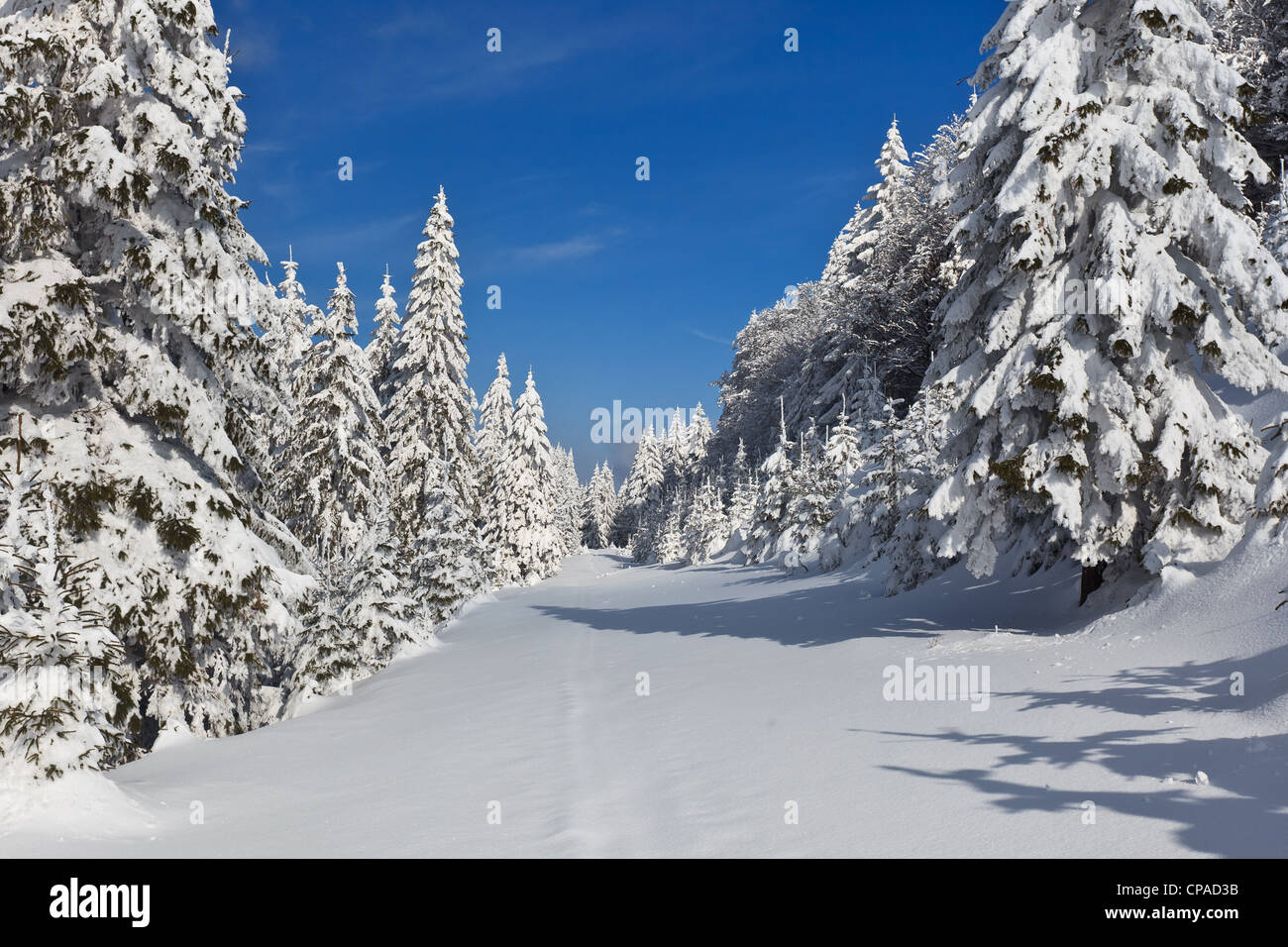 forest with pines in winter Stock Photo - Alamy