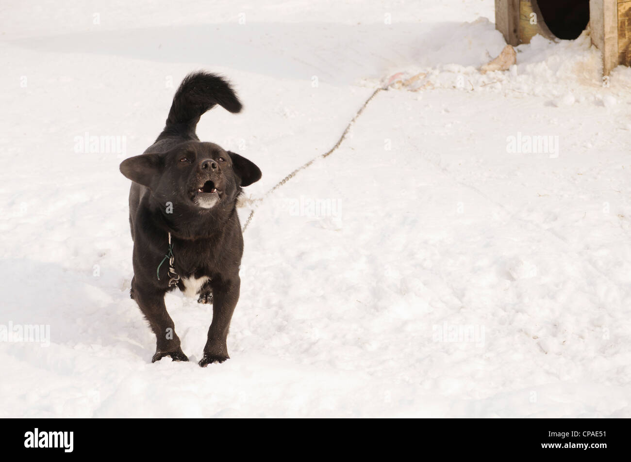 Black Dog Barking High Resolution Stock Photography and Images Alamy