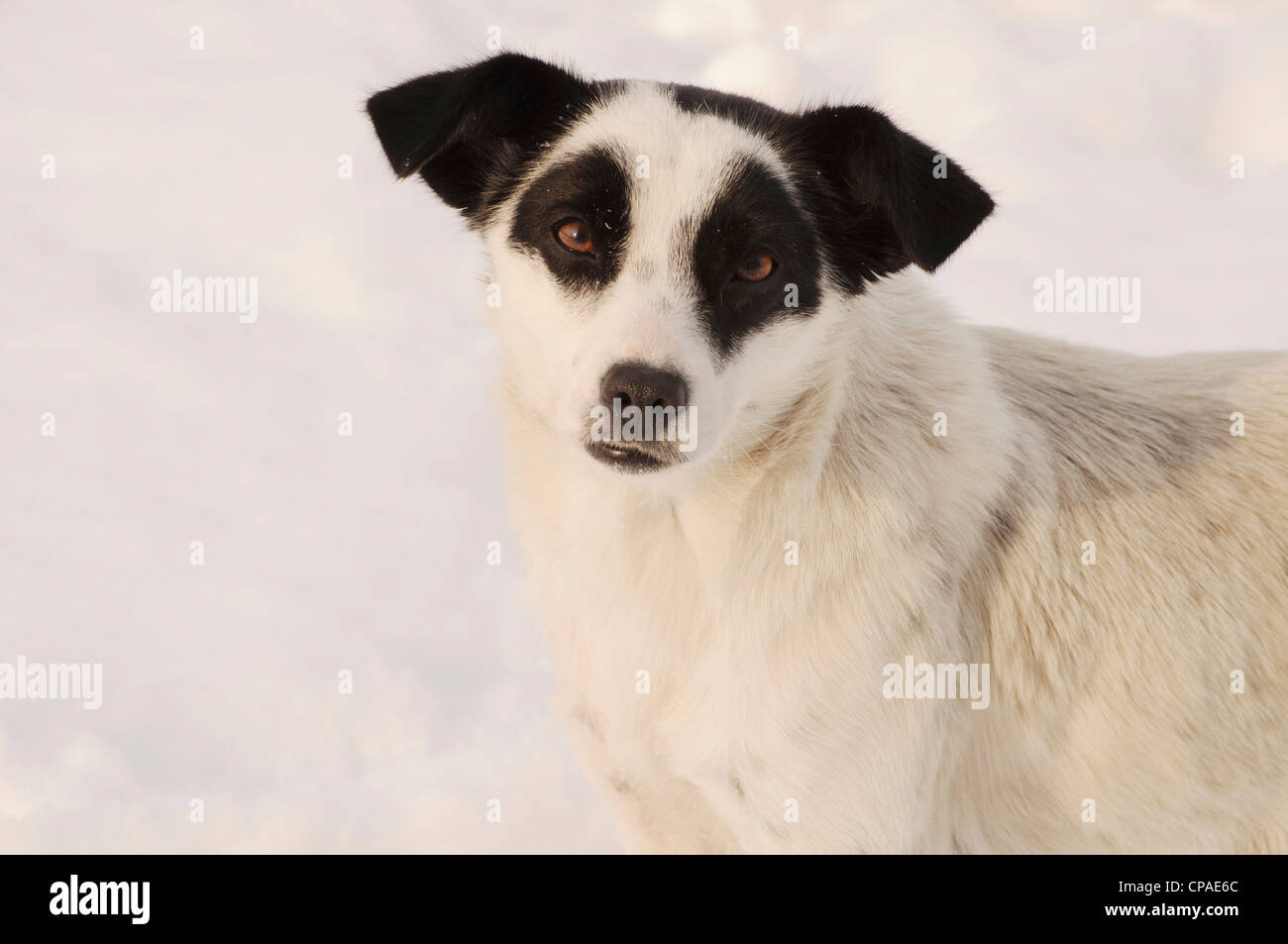 Dog Stock Photo