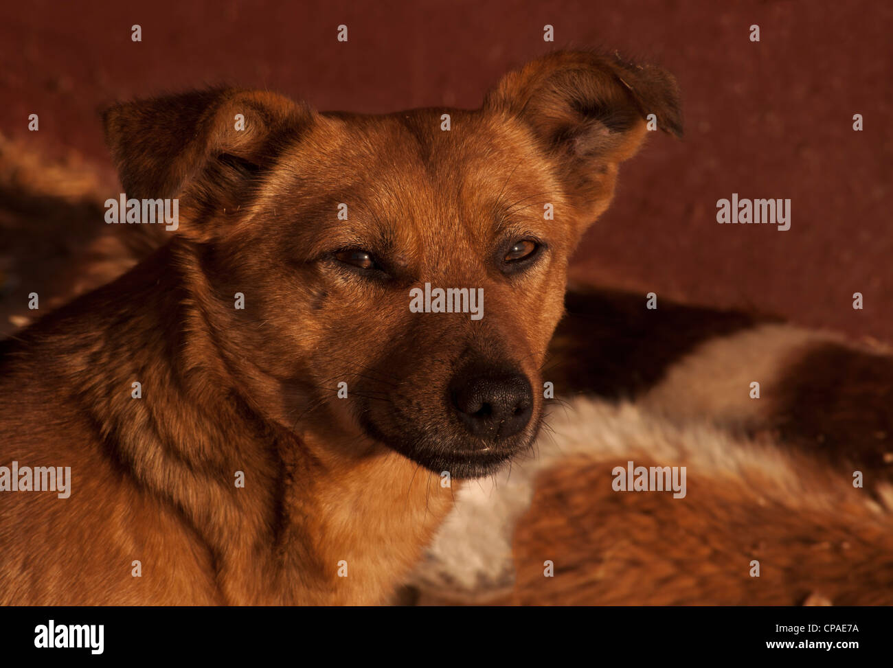 Dog Stock Photo
