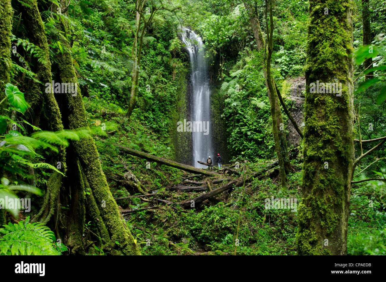 Waterfall at cloud forest, La Amistad international park Stock Photo