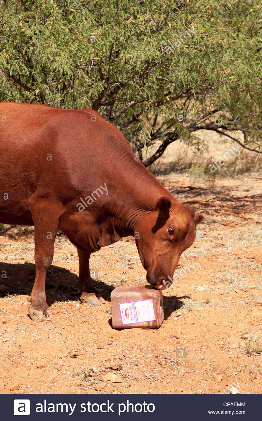 Salt Block Cattle Stock Photos & Salt Block Cattle Stock Images Alamy
