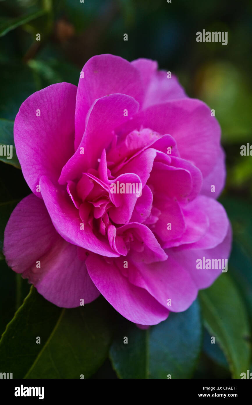 A pink Camellia blossom Stock Photo