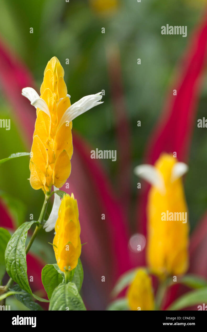 A flower blooms in Anton el Valle, Panama Stock Photo Alamy