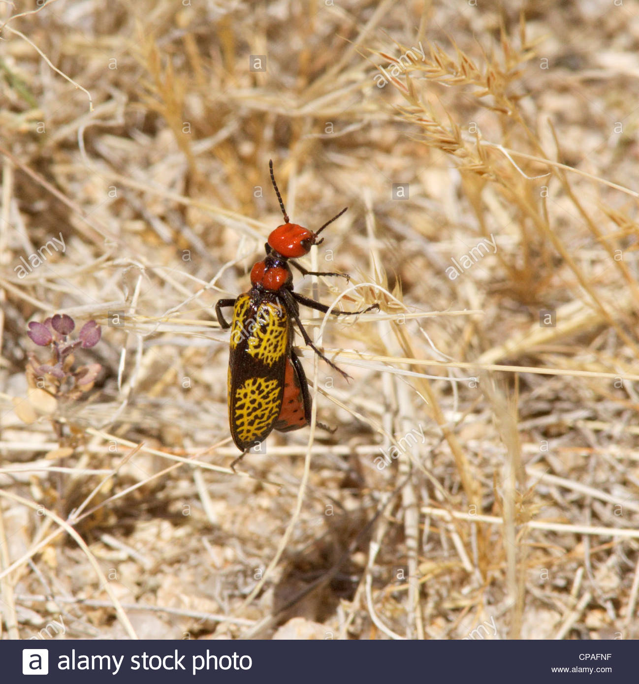 Iron Cross Beetles High Resolution Stock Photography and Images Alamy