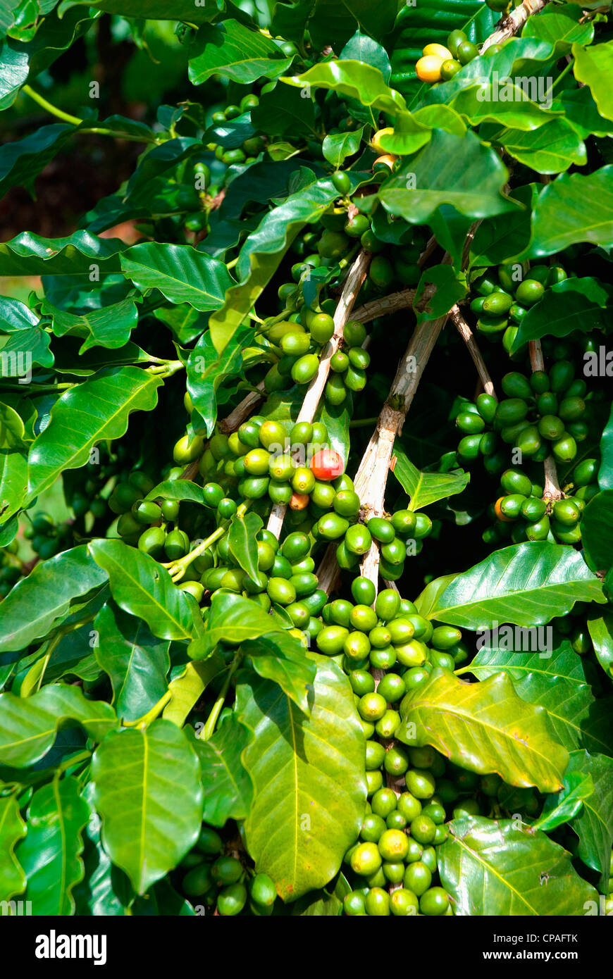 Does siberian pine nut oil really work for weight loss picture 5