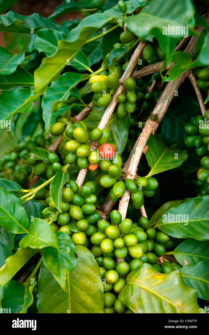 Hawaii, Big Island, South Kona, Captain Cook. Greenwell Kona Coffee