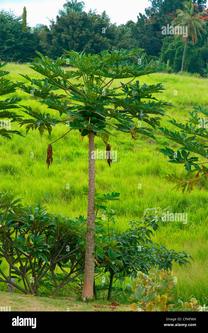 Hawaii, Big Island, South Kona, Captain Cook. Greenwell Kona Coffee Farm plantation. Papaya tree. Stock Photo