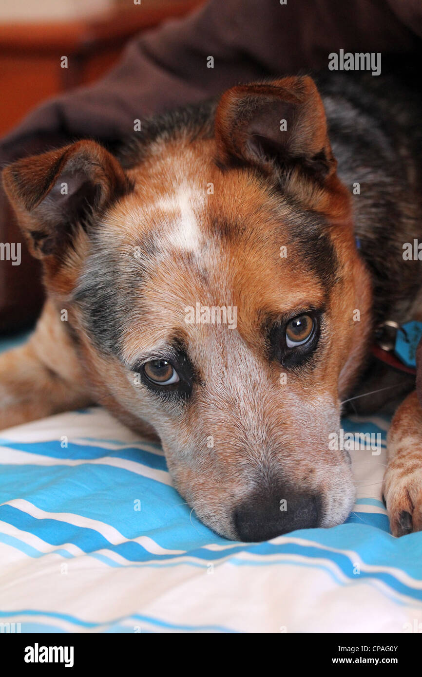 Pets for adoption from North Bay Canine Rescue \u0026 Placement | Petfinder, image size:866x1390