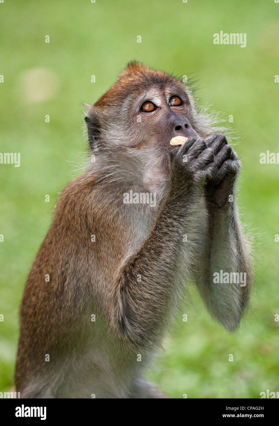 a small macaque monkey in penang malaysia Stock Photo