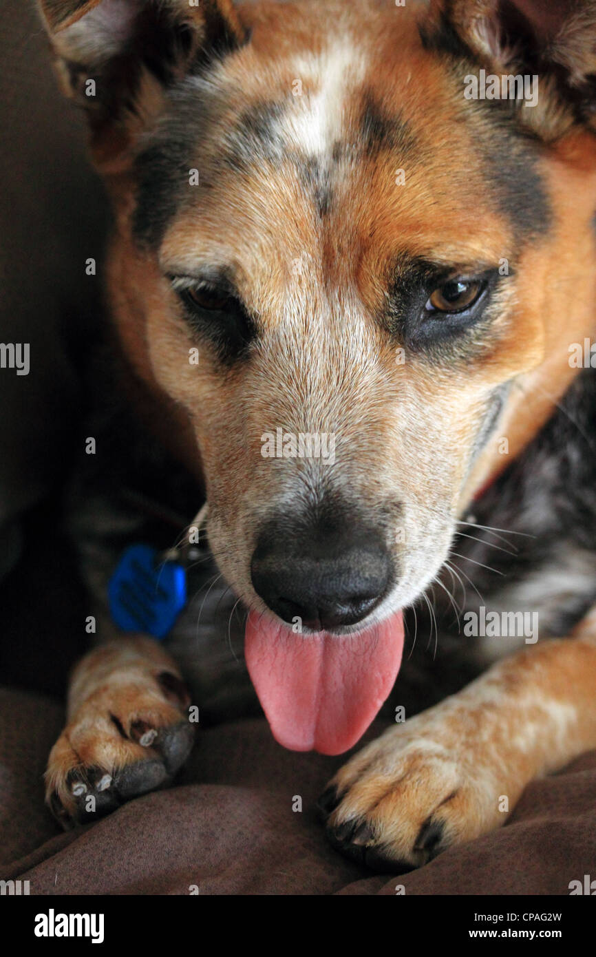 White black Boxer Puppies for sale | Lancaster Puppies, image size:866x1390