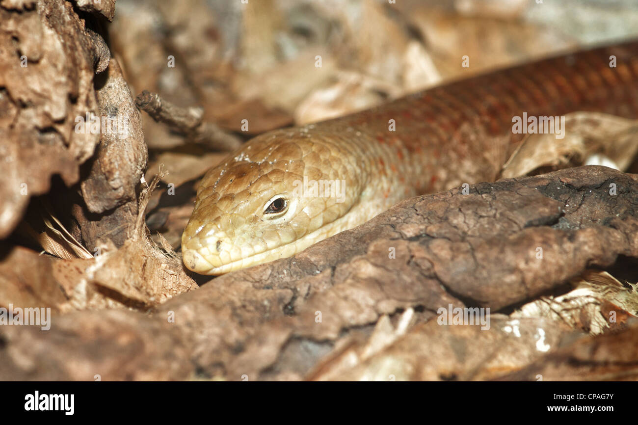 Legless lizard hires stock photography and images Alamy
