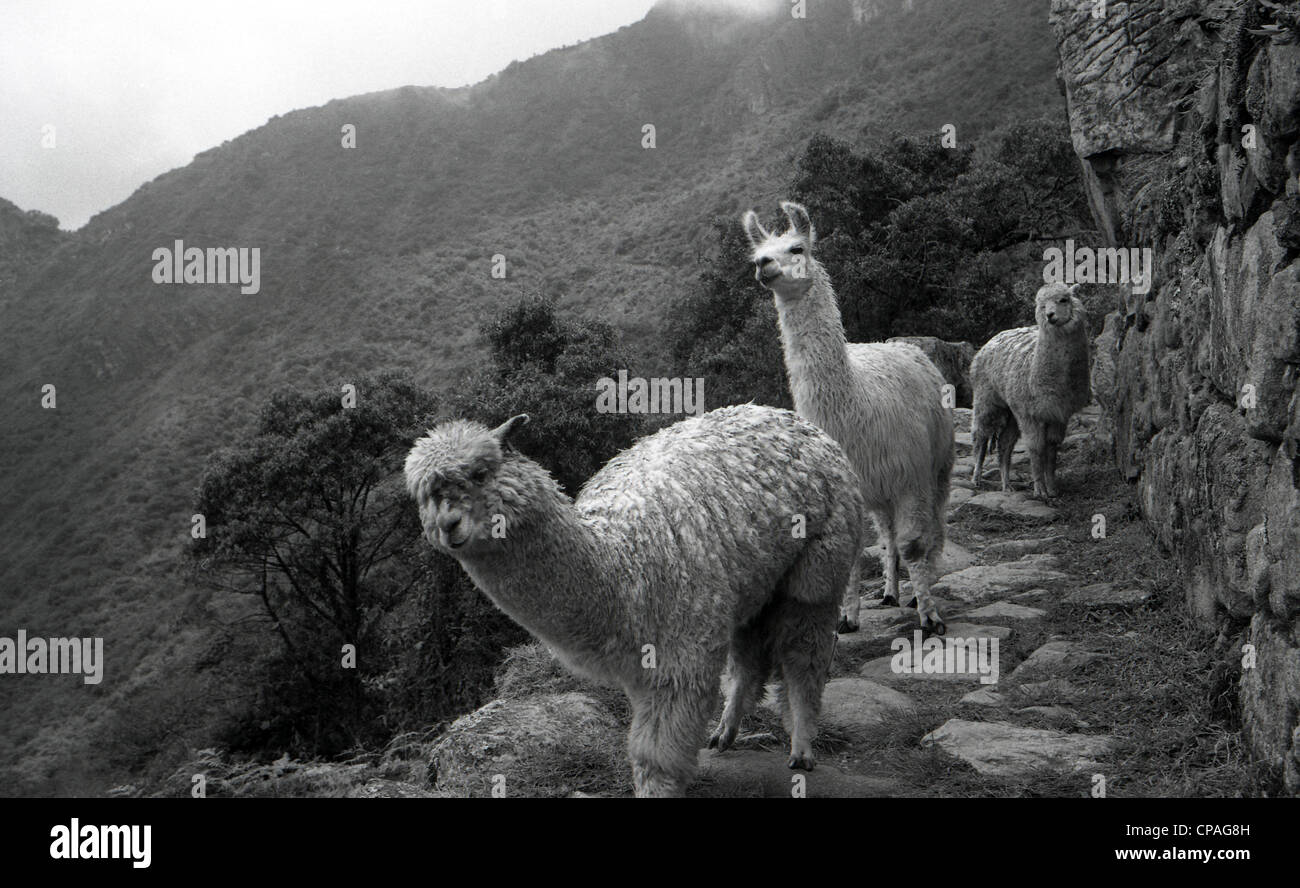 Peru, Llama, Andes Stock Photo - Alamy