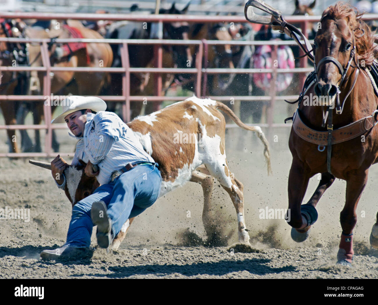 USA, Montana, Crow Agency. Participant in the rodeo held during the