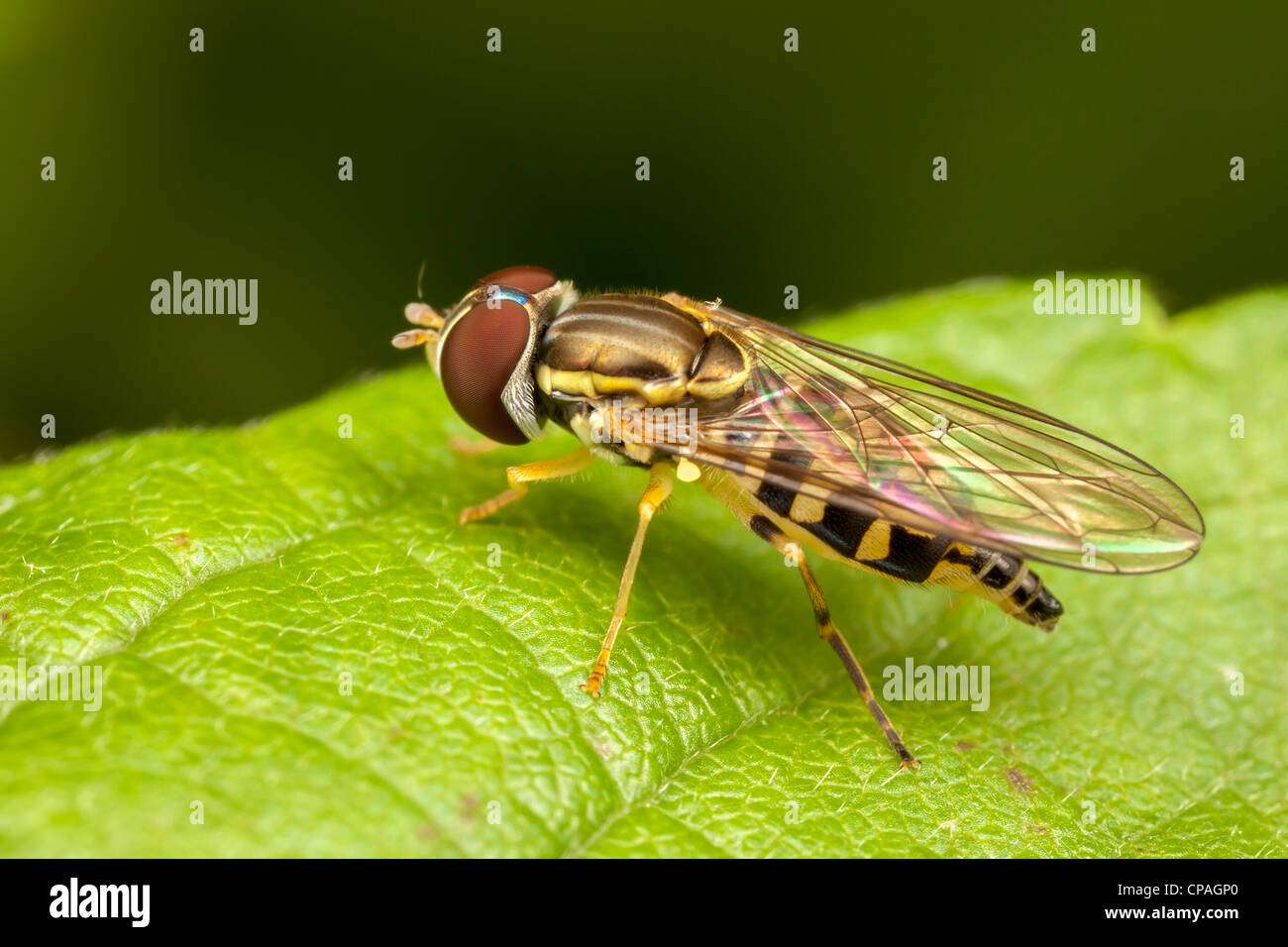 Flower Fly (Toxomerus geminatus) - Female Stock Photo