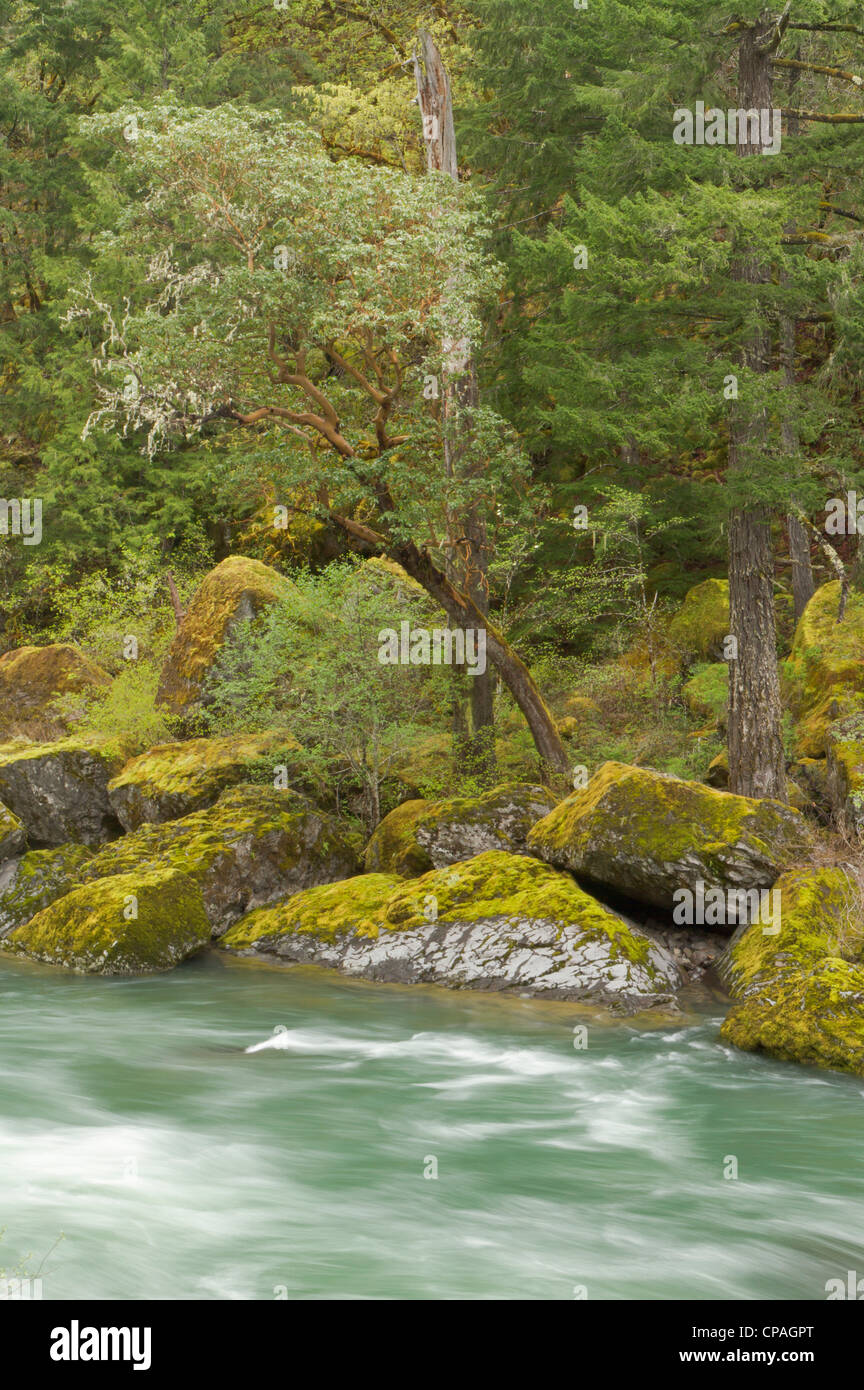 The Umpqua river, Oregon Stock Photo Alamy