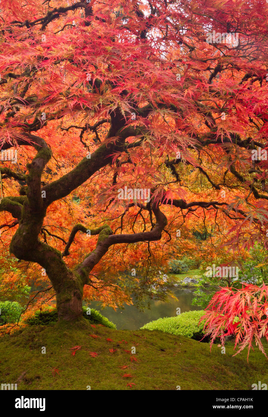 Japanese maple in fall color, Portland Japanese Garden, Oregon.  (Not available for 2020 calendar covers in German speaking countries) Stock Photo