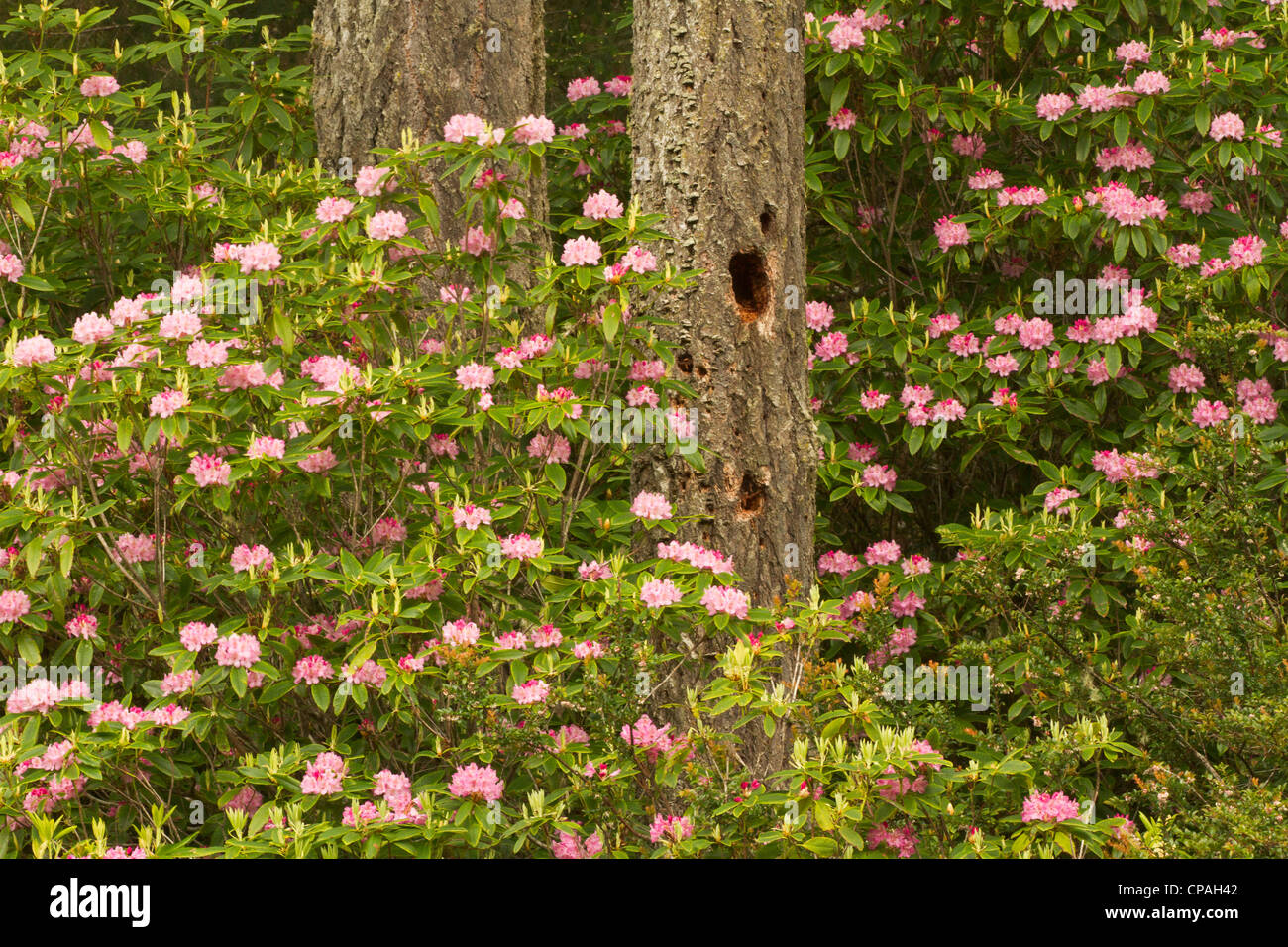 Pacific Coast Rhododendron Rhododendron Macrophyllum Florence Stock Photo Alamy