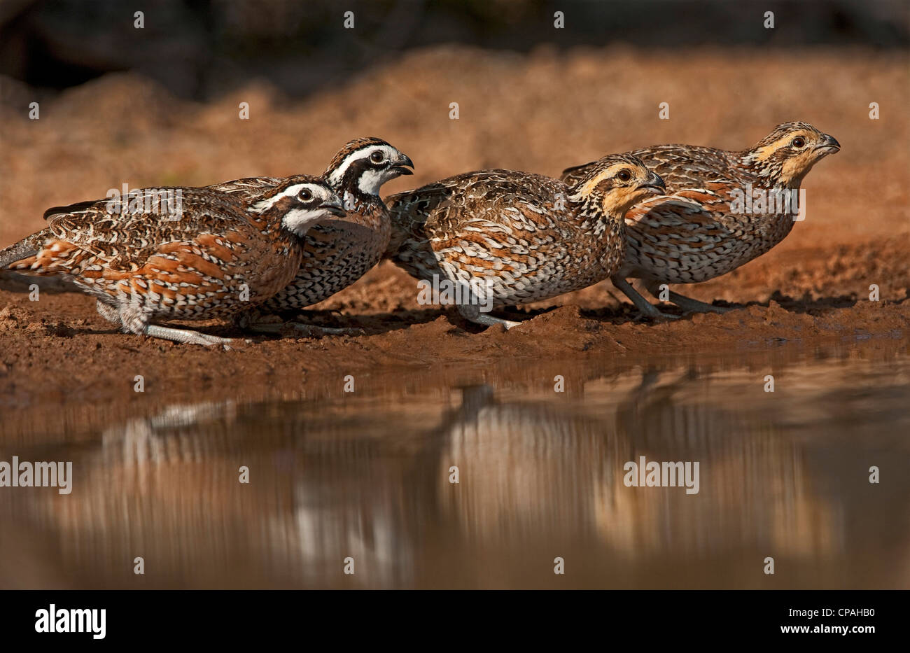 USA, Texas, Santa Clara Ranch. Northern bobwhites gather at a pond to drink Stock Photo
