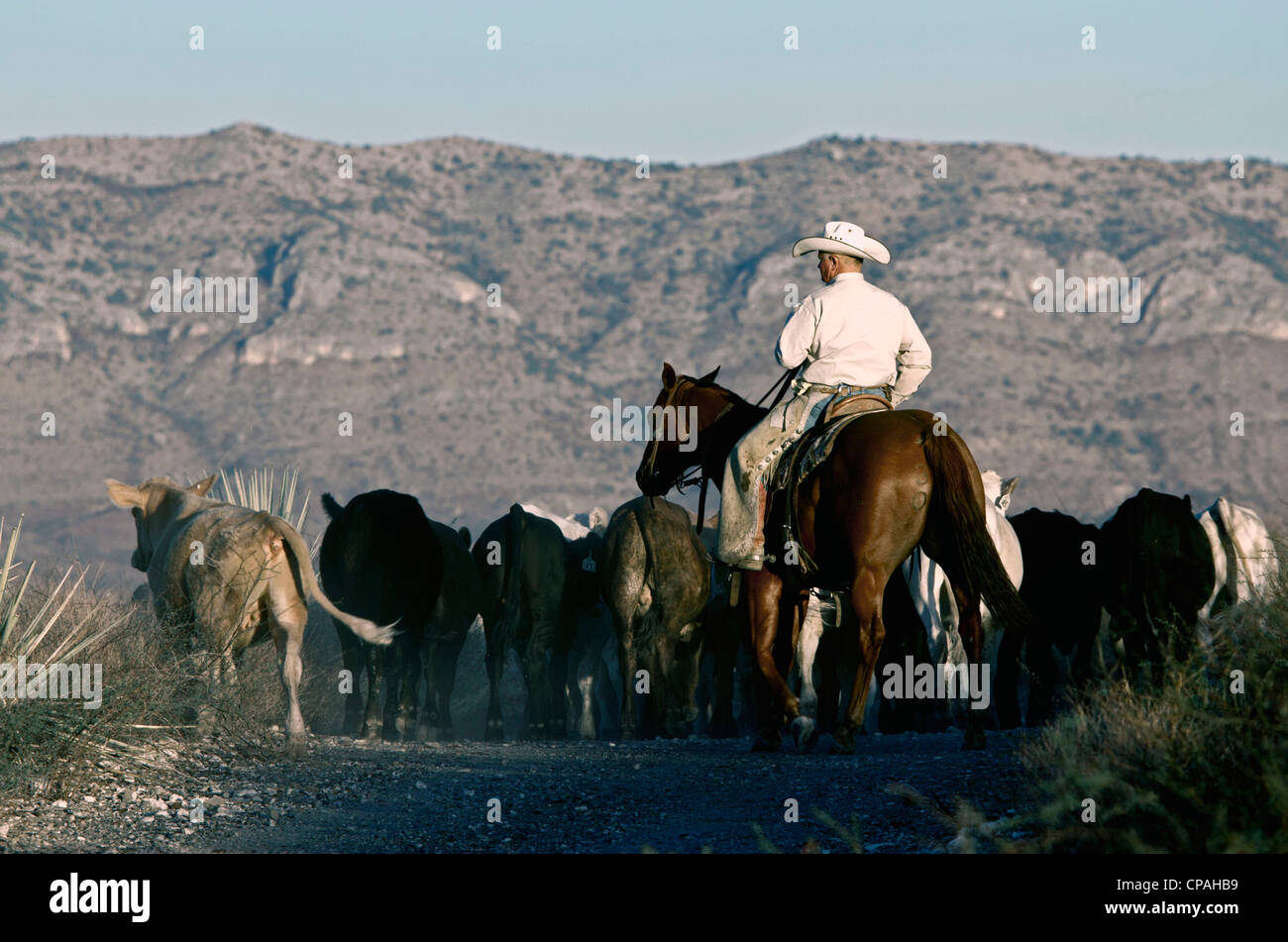 USA, West Texas. Cowboy driving some cattle towards shipping pens 