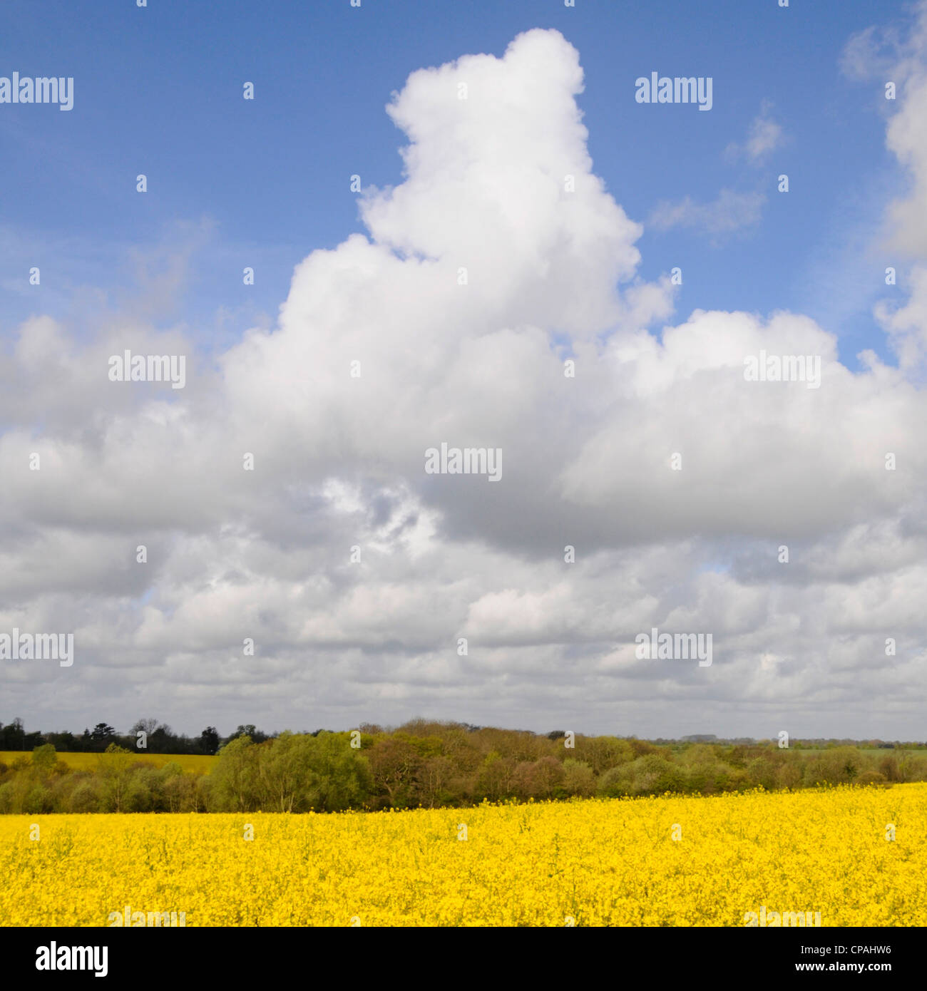 Farmland planted with oil seed rape crop Stock Photo - Alamy