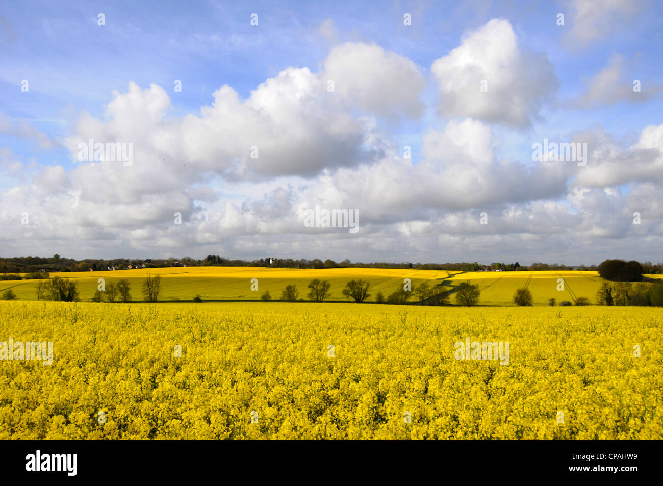 Farmland planted with oil seed rape crop Stock Photo - Alamy