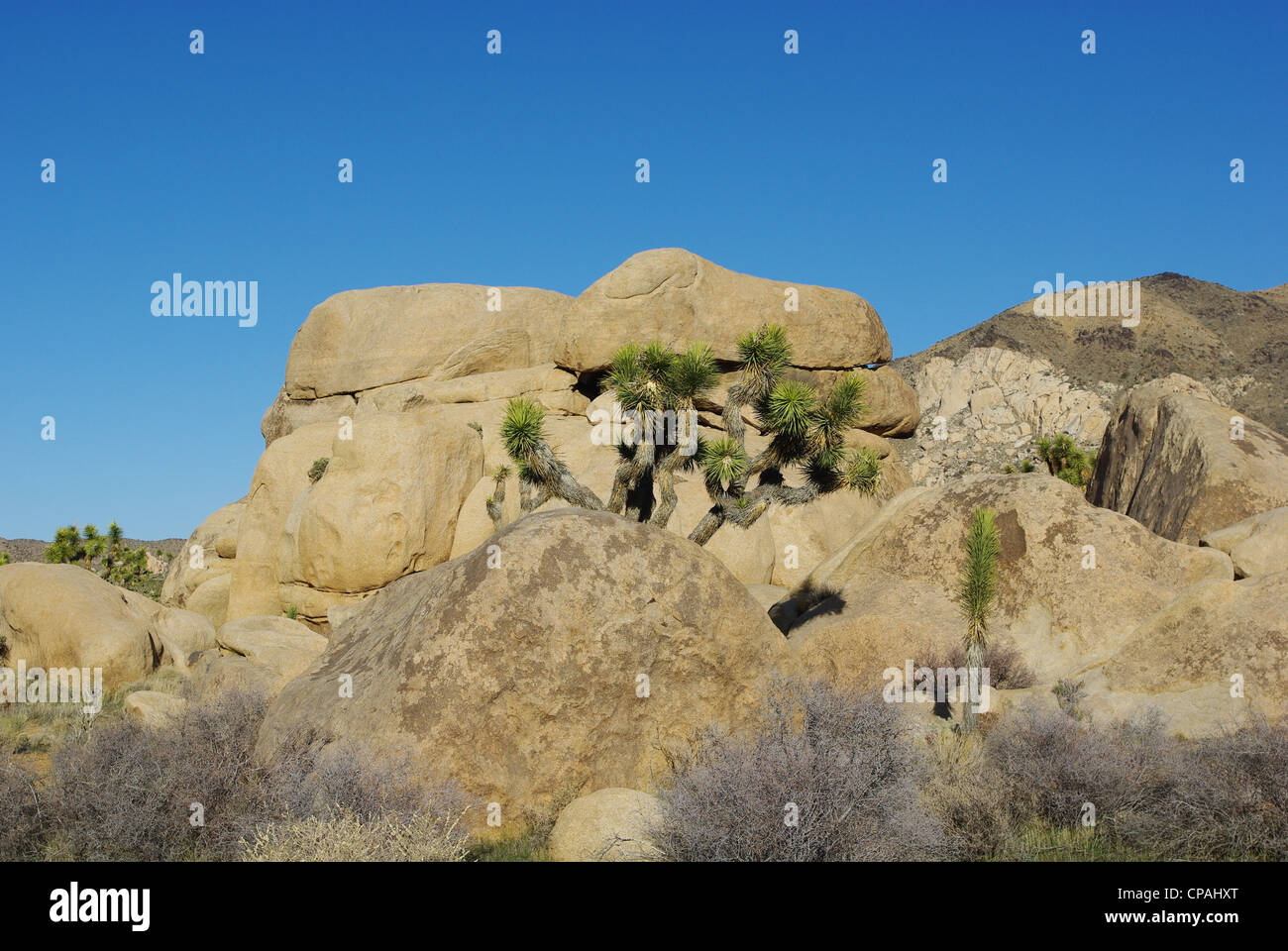 Beautiful rocks and Joshua, Joshua Tree National Park, California Stock