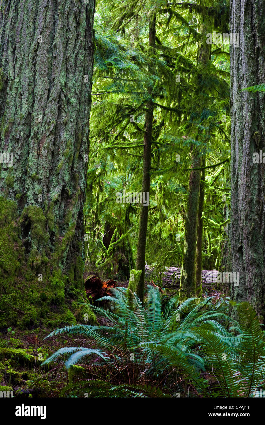 A view through a temperate rain forest on Vancouver Island, Canada