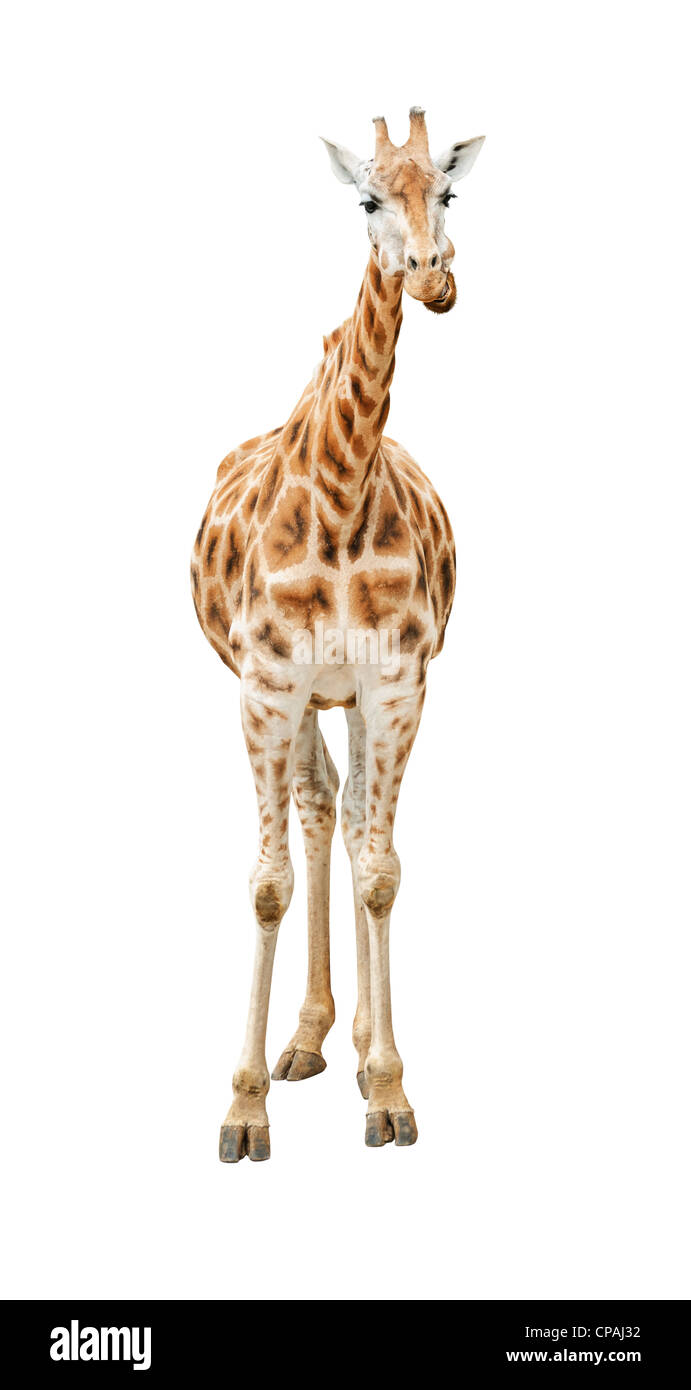 Giraffe looking front view isolated on white background Stock Photo