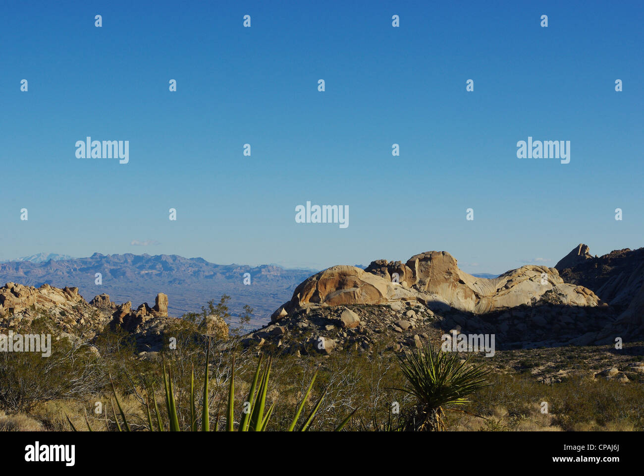 Barren christmas tree hires stock photography and images Alamy