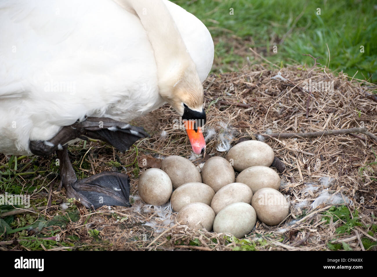 Large clutch of swan eggs hires stock photography and images Alamy