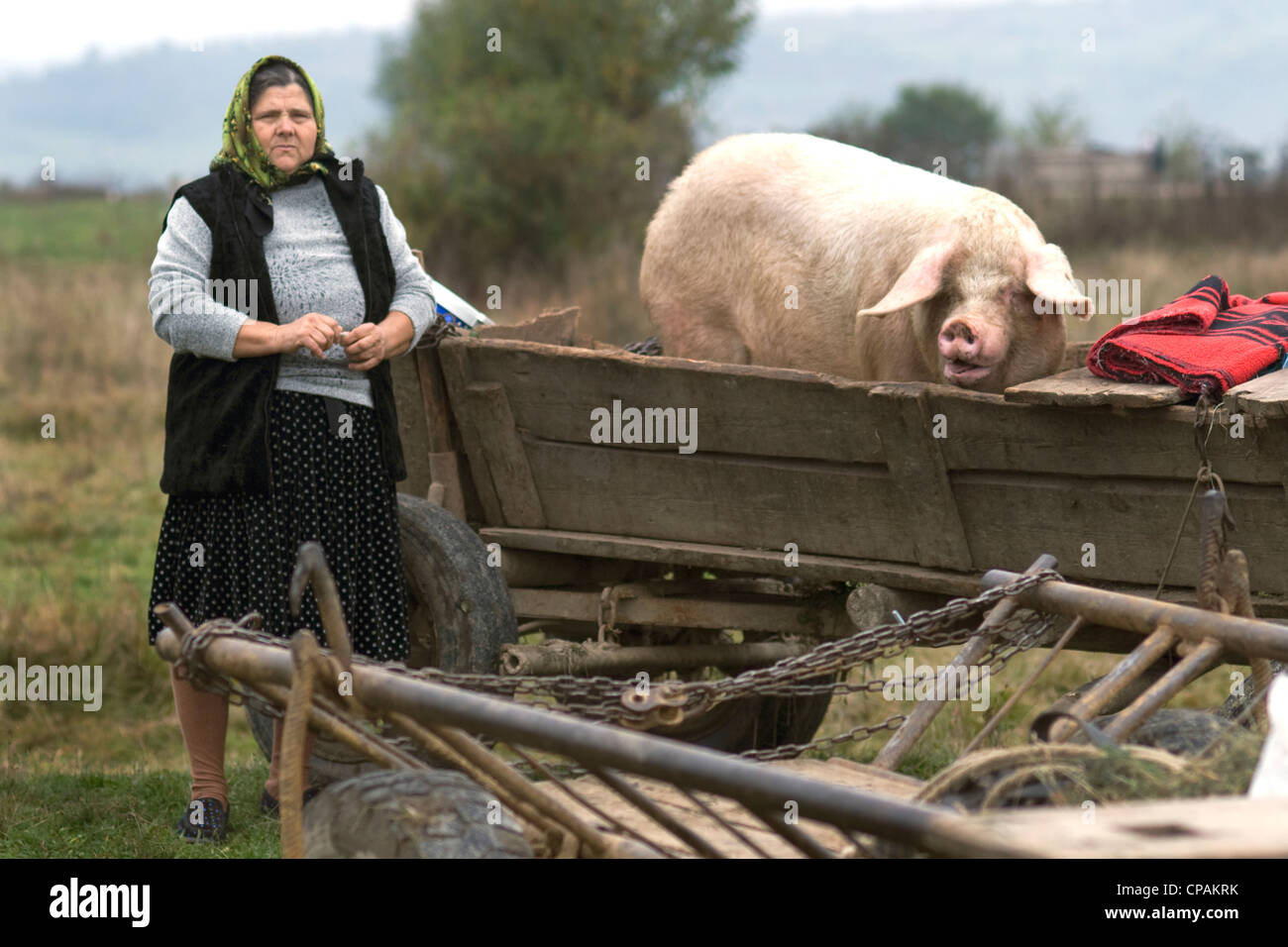 Peasant woman bringing pig to market Stock Photo Alamy