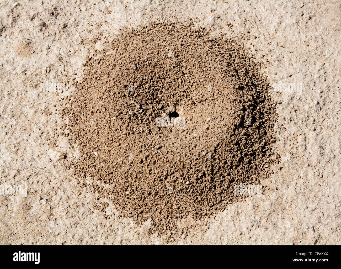 Close-up image of anthill in soil Stock Photo