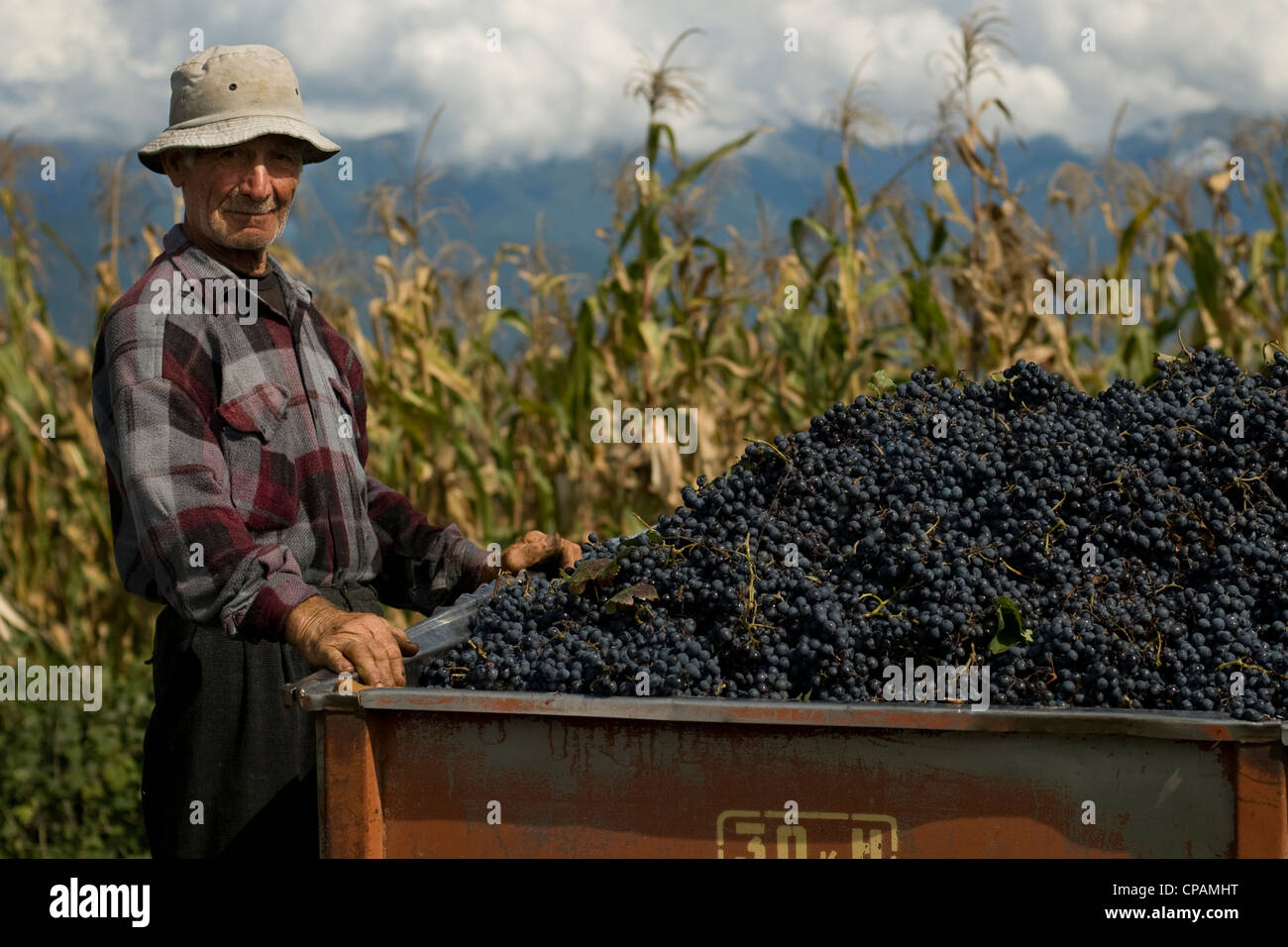 Grape picker with a truck load of grapes, Georgia, former Soviet republic Stock Photo