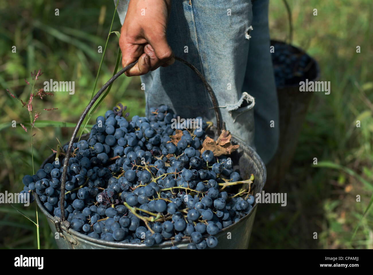bucket of grapes, Stock Photo Alamy