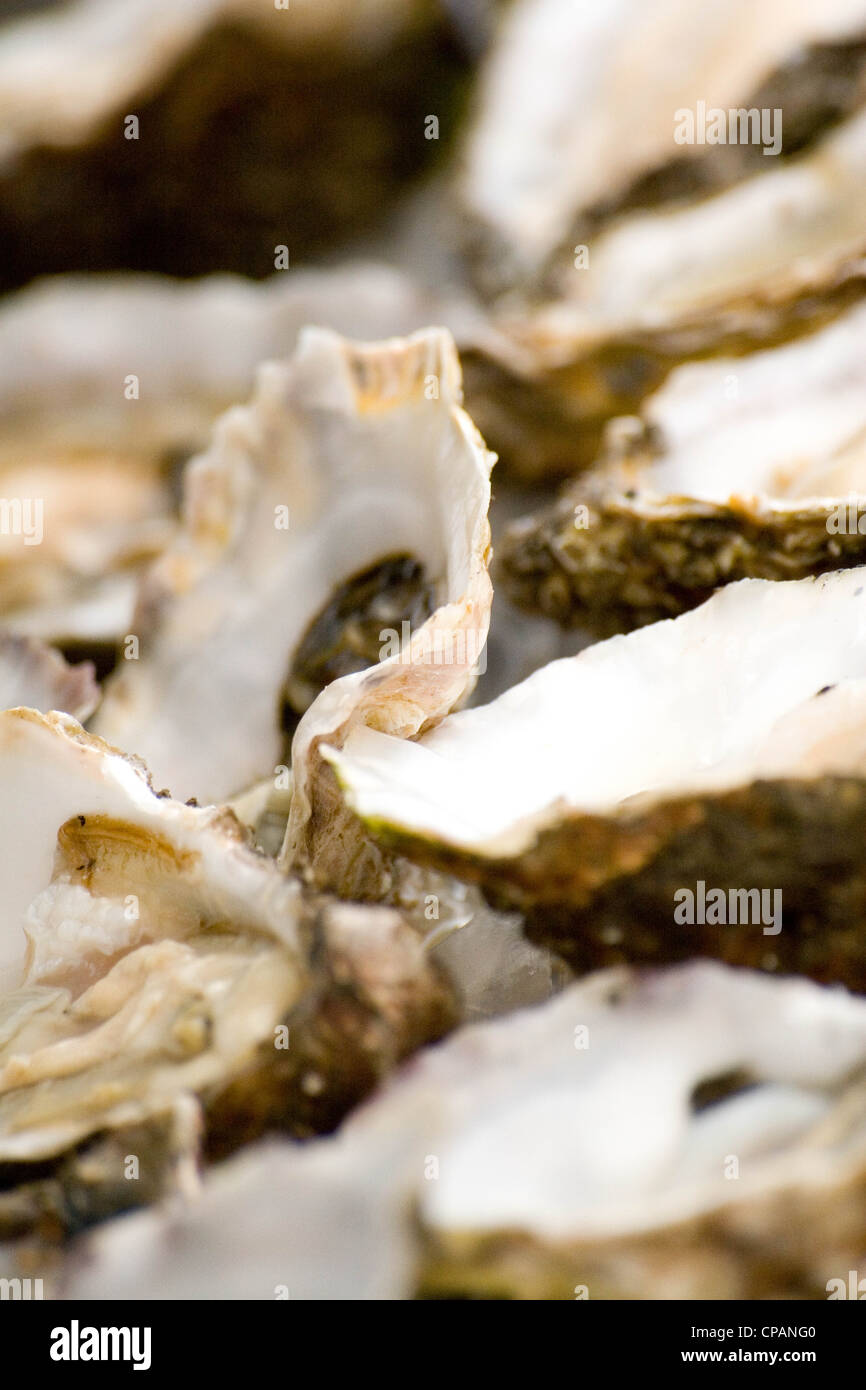 Oysters, Whitstable Harbour fish market in Kent, England, UK, oyster